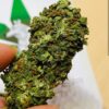 Cali Weed | Kompolti ⚡Sfuso - outdoor