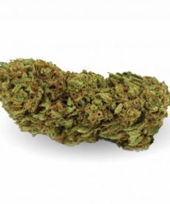 Weed Coast | O.G. Bud CBD ⚡Sfuso - greenhouse