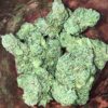 Ever Green | Tangi White Gorilla ⚡Sfuso - greenhouse