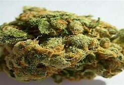 Marijuana.it | Jach CBD ⚡Sfuso - greenhouse