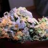 Weed Coast | Tangi Purple CBD  ⚡Sfuso - grennhouse