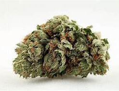 Artemisia | BUBBLE BERRY ⚡Sfuso - outdoor