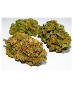 CBD specialist | Orange ⚡Sfuso - indoor