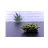 Ganja dei Ribelli | Heisenberg ⚡Sfuso😎 - greenhouse