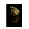 Artemisia | Aliens on Moonshine ⚡Sfuso - outdoor