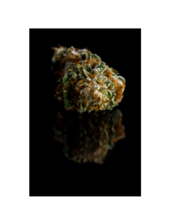 Artemisia | Aliens on Moonshine ⚡Sfuso - outdoor