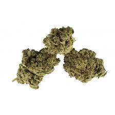Ganja dei Ribelli | Amnesia ⚡Sfuso - outdoor