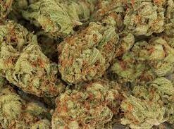 Madame weed| Eagle Bill ⚡Sfuso - indoor