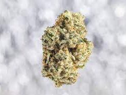 MammaGanja | I Fiori di MammaGanja ⚡Sfuso - greenhouse
