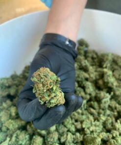 Farm Grow| ⚡Sfuso - outdoor