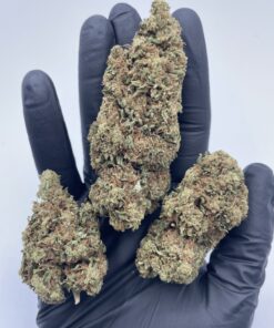 Tony | Gelato con distillato 5 Gr 💎