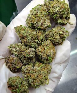 City Jangle | Arctic Glow 100 Grammi - outdoor
