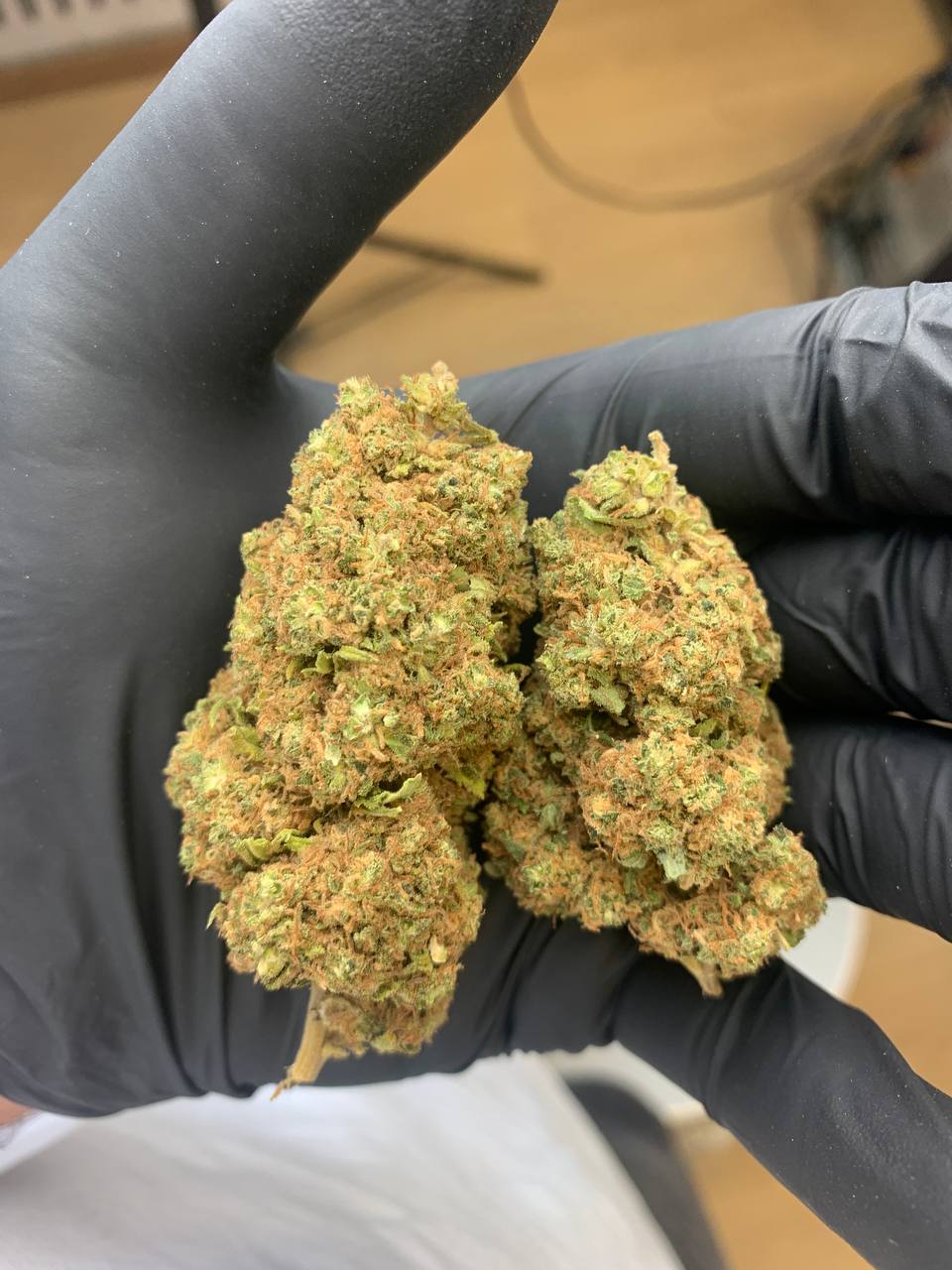 Babilogna | Celestial Dream - outdoor