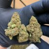 Babilogna | Thunder Sage - greenhouse