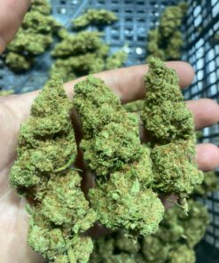 City Jangle | Lunar Wave 100 Grammi - outdoor