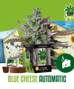 igrowcan | BLUE CHEESE AUTO (IGC)