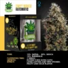 igrowcan | SWEET MANGO AUTO (IGC)
