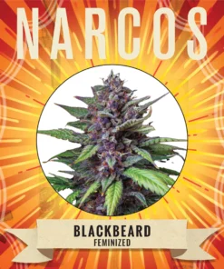Narcos Seeds | NARCOS Blackbeard