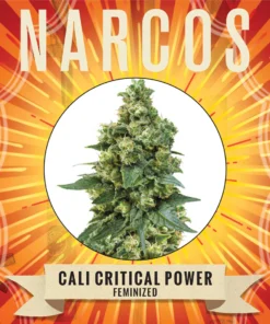 Narcos Seeds | NARCOS Cali Critical Power