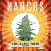 Narcos Seeds | NARCOS Griselda White Widow