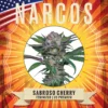 Narcos Seeds | NARCOS Sabroso Cherry