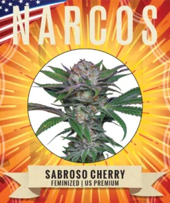 Narcos Seeds | NARCOS Sabroso Cherry