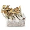 My celium Box | McKennaii Magic Mushroom Growkit