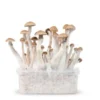 My celium Box | Treasure Coast Magic Mushroom Growkit