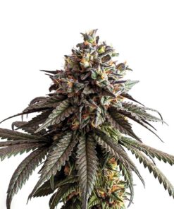 IZI Seeds | Gelato genetics fem