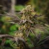 IZI Seeds | Grandpa`s Diesel genetics fem