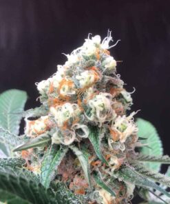 IZI Seeds | Lemonade Krush genetics fem