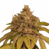 IZI Seeds | AK 47 Ultra genetics fem