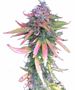 IZI Seeds | Brain Swirl genetics fem