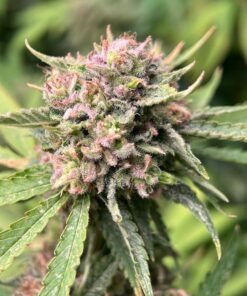 IZI Seeds | Sour Bluez genetics fem