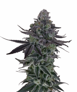 IZI Seeds | Auto Zkittlez genetics