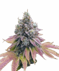 IZI Seeds | Auto Strawberry Banana genetics