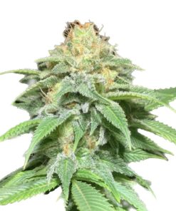IZI Seeds | Auto Shkiper Kush