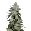 IZI Seeds | Auto Scout Cookies genetics