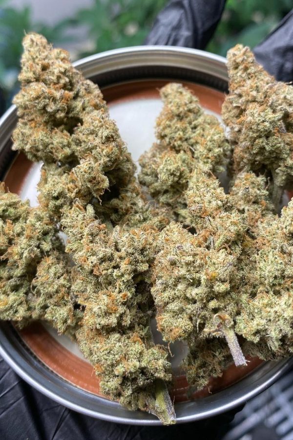 Fast Buds | Forbidden Runtz Auto - immagine 2
