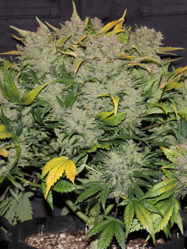 Fast Buds | CBD Auto 1:1 (CBD Crack) - immagine 3