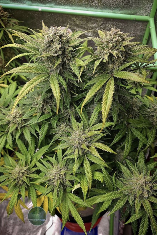 Fast Buds | Sour Diesel Auto - immagine 4