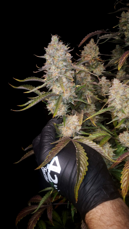 Fast Buds | Gorilla Z Auto - immagine 4