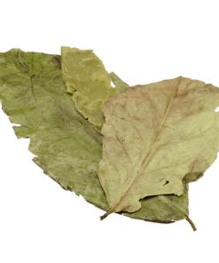 Psychoactive Herbs | Guayusa Foglie