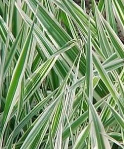 Psychoactive Herbs | Phalaris Arundinacea Reed Canary Grass