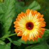 Psychoactive Herbs | Calendula officinalis seeds  10g  1250 seeds