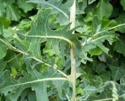 Psychoactive Herbs | lactuca virosa seeds 1g circa 1300 semi