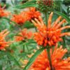 Psychoactive Herbs | Leonotis Leonorus Wild dagga  1 g  400 Seeds