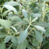 Psychoactive Herbs | Salvia Apiana seeds White sage 1 g 650 semi circa