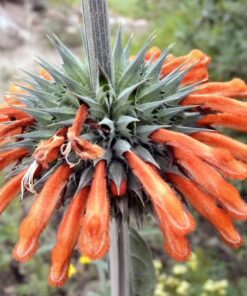 Psychoactive Herbs | Leonotis Nepetifolia  1 g  450 seeds