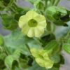 Psychoactive Herbs | Nicotiana Rustica 1 g | 4600 seeds